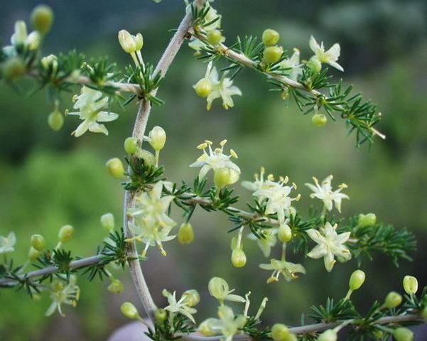 Asparagus acutifolius Asparagus acutifolius L Photos 2 FLORA ELECTRONICA Bonnier 13