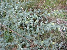 Asparagus acutifolius httpsuploadwikimediaorgwikipediacommonsthu