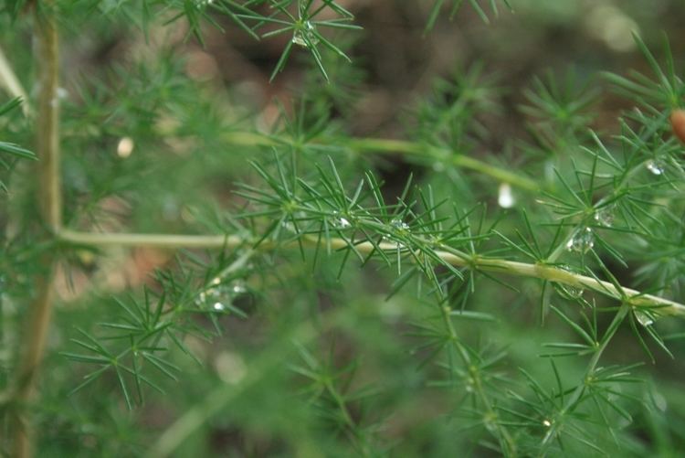 Asparagus acutifolius FileAsparagusacutifoliusfoliagejpg Wikimedia Commons