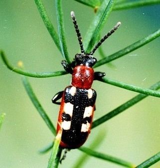 Asparagus beetle Asparagus Beetle