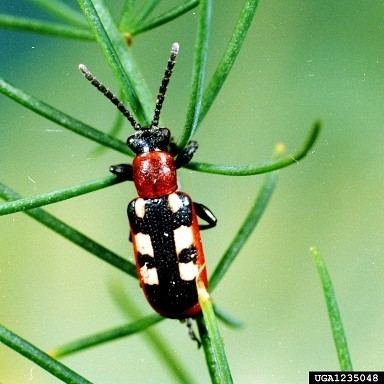 Asparagus beetle Asparagus Beetle
