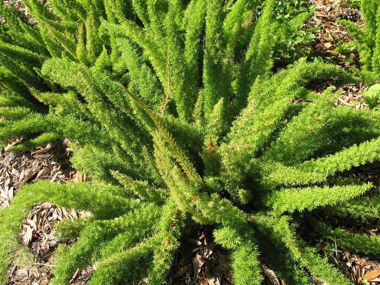Asparagus densiflorus Online Plant Guide Asparagus densiflorus 39Myers39 Fox Tail Fern