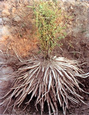 Asparagus racemosus Asparagus Racemosus Wild in Dhar Madhya Pradesh India AMIR CHEM