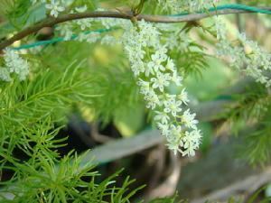 Asparagus racemosus Hundred Husbands Asparagus adscendens Asparagus racemosus