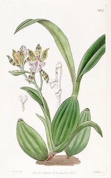 Aspasia variegata httpsuploadwikimediaorgwikipediacommonsthu