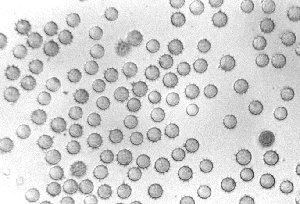 Aspergillus aculeatus genomejgidoegovAspac1Aspac1jpg