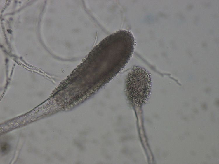 Aspergillus clavatus