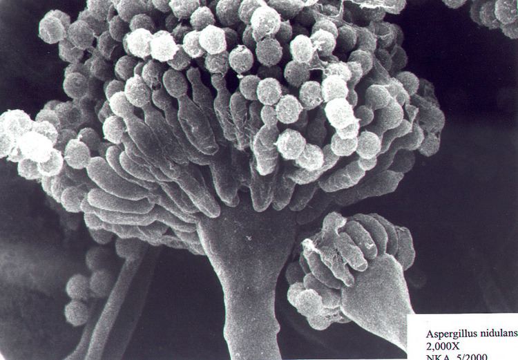 Aspergillus nidulans SEM Micrograph Gallery