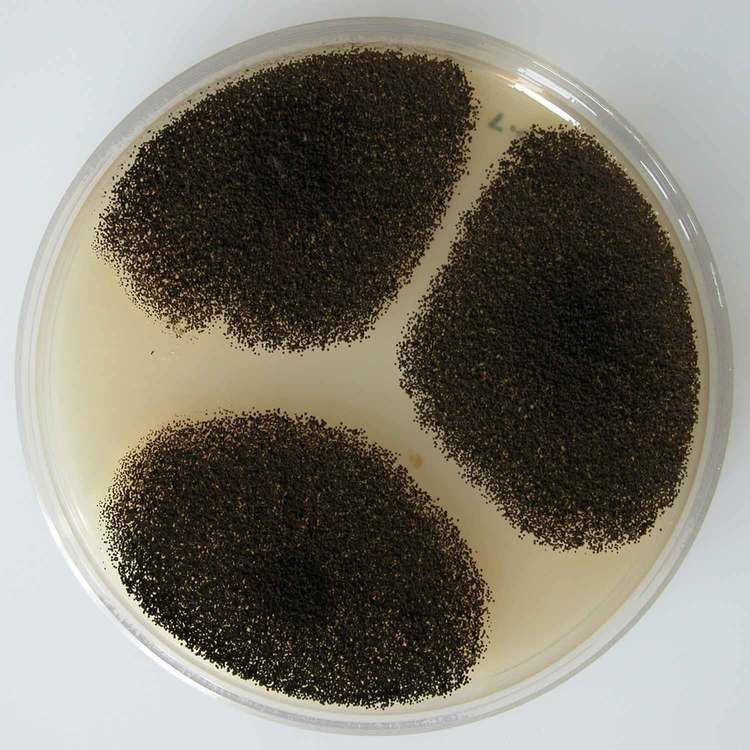 Growth of Aspergillus niger