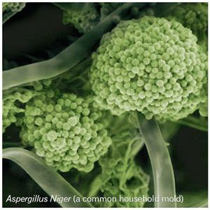 Green Aspergillus niger, a common household mold.