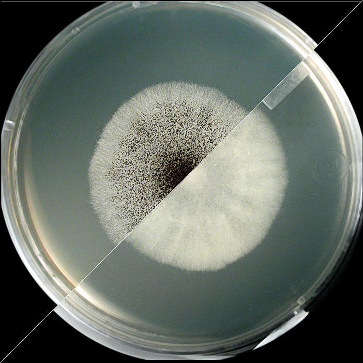 Aspergillus niger Mould Compendium Aspergillus niger INSPQ Institut national de