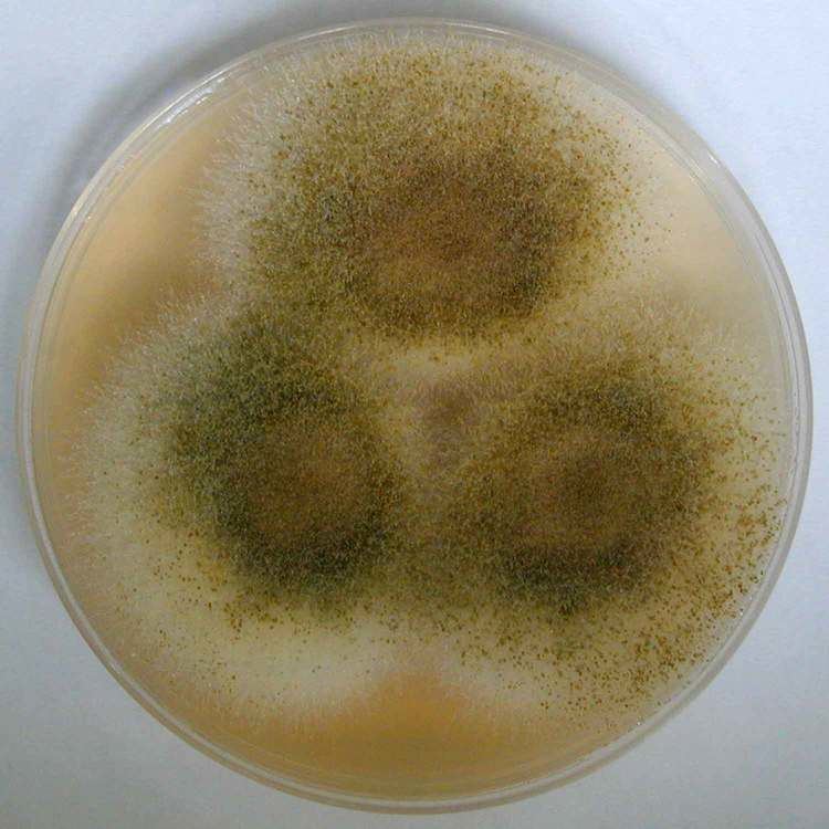 Aspergillus oryzae All Fungi Fungi of Great Britain and Ireland