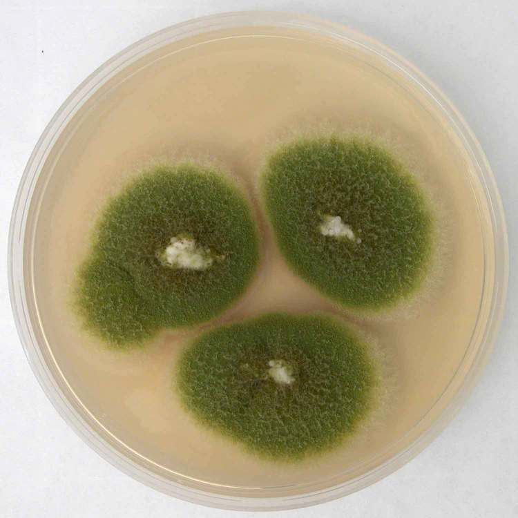 Photo of Aspergillus parasiticus, a fungus belonging to the genus Aspergillus inside a microwavable container.
