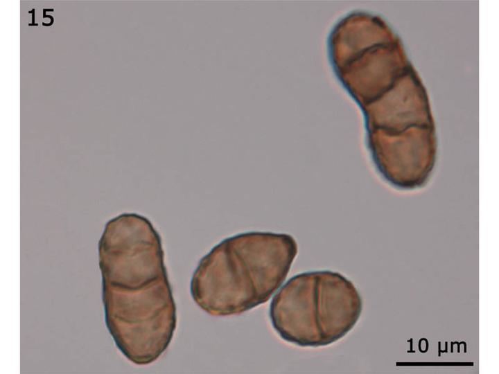 Asperisporium caricae Asperisporium Black Spot of Papaya