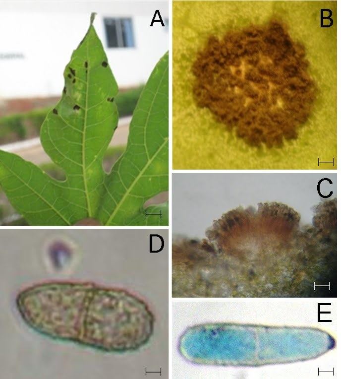 Asperisporium caricae ESTUDOS EM DOENAS DE PLANTAS IFGoiano cmpus Uruta ASPECTOS