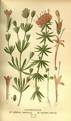 Asperula orientalis httpsuploadwikimediaorgwikipediacommonsthu