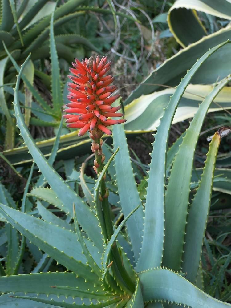 Asphodelaceae wwwcepolinacomphotonatureplantsasphodelaceae