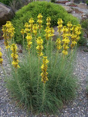 Asphodeline lutea 1000 images about Asphodeline on Pinterest