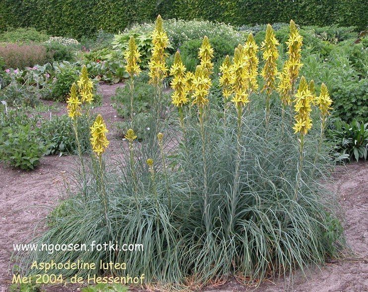 Asphodeline lutea 87590jpg