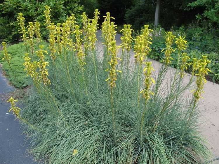 Asphodeline lutea 1000 images about Asphodeline on Pinterest