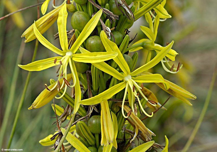 Asphodeline lutea Asphodeline