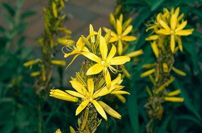 Asphodeline lutea Asphodeline lutea asphodelRHS Gardening