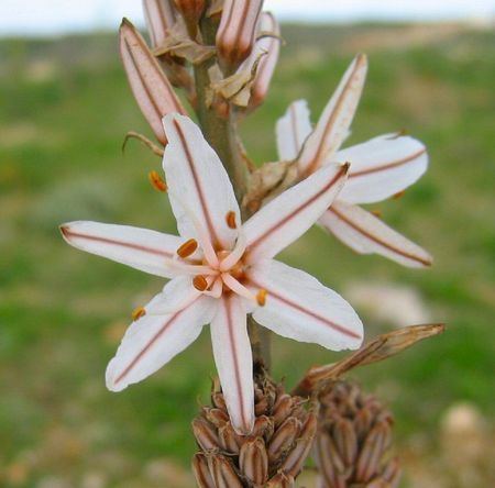 Asphodelus aestivus Wild Plants of Malta Plant Family Index