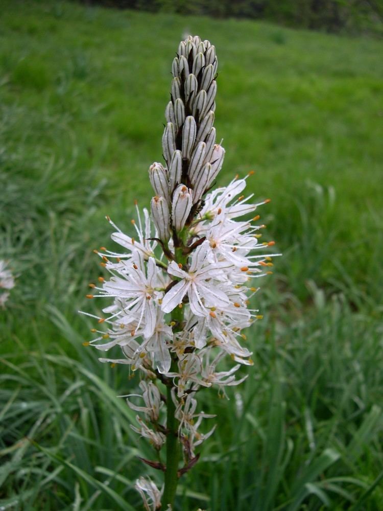 Asphodelus albus FileAsphodelus albus FlowerJPG Wikimedia Commons