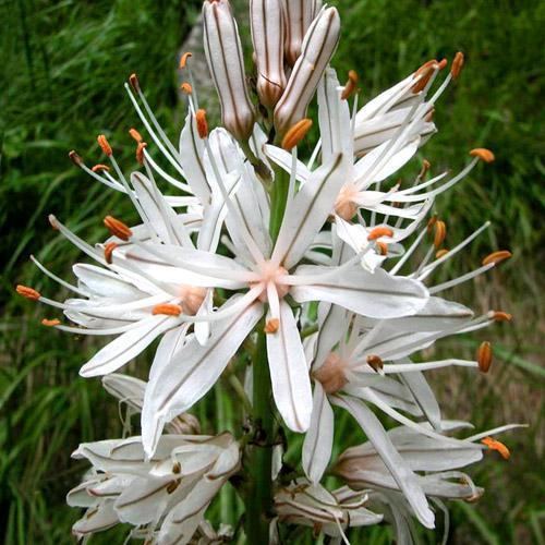 Asphodelus albus ASPHODELUS ALBUS SEEDS WHITE ASPHODEL