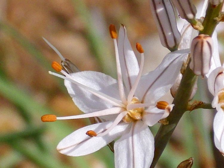 Asphodelus fistulosus FileAsphodelus fistulosus EnfoqueFlor 2011501