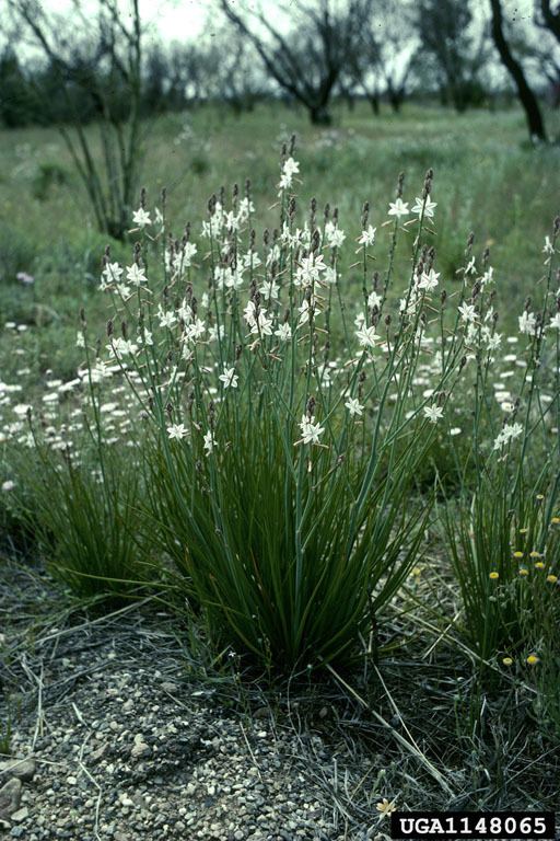 Asphodelus fistulosus Onionweed Asphodelus fistulosus Pest Tracker CAPS Services