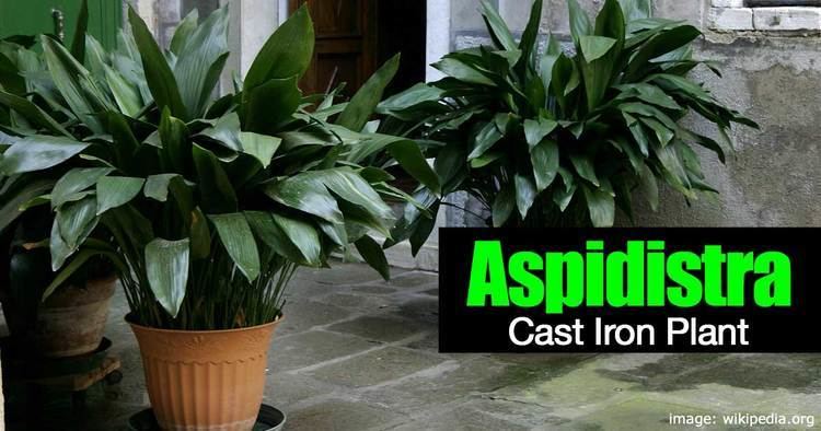 Aspidistra How To Care For The Cast Iron Plant Aspidistra Elatior