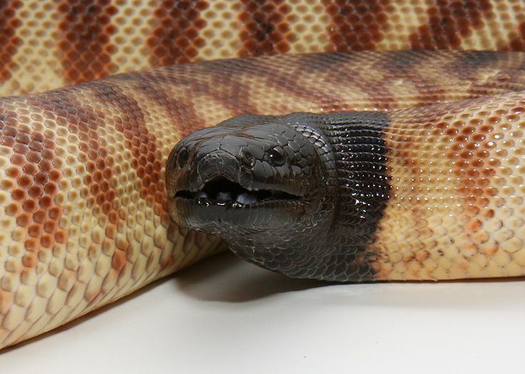 Image result for black headed python adult