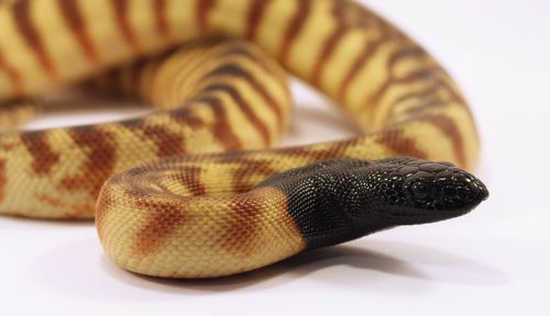 Aspidites Aspidites Melanocephalus Black Headed Python Pythonidae