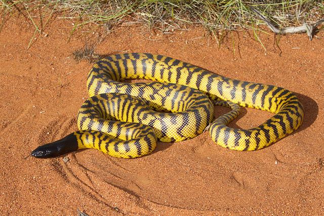 Aspidites Blackheaded Python Aspidites melanocephalus