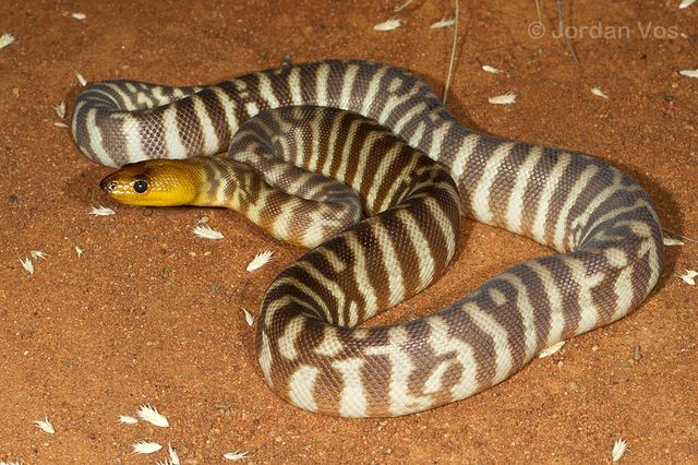 Aspidites ramsayi 1000 images about Woma pythongetting one on Pinterest