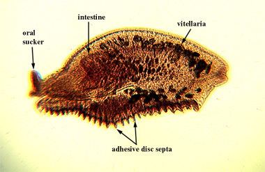 Aspidogaster conchicola skeletalphylumweeblycomuploads115011503681
