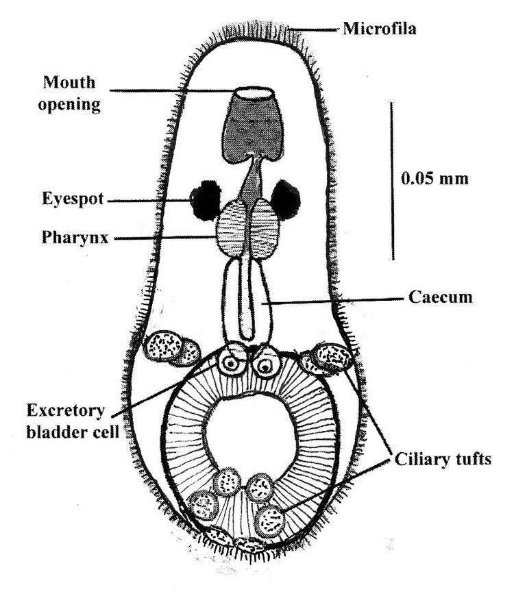 Aspidogastrea The Aspidogastrea A Parasitological Model I Klaus Rohde