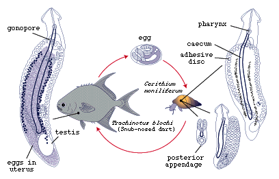 Aspidogastrea Life Cycles of Aspidogastrea