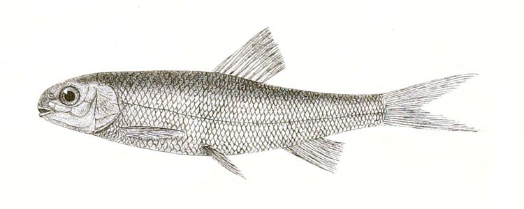 Aspidoparia