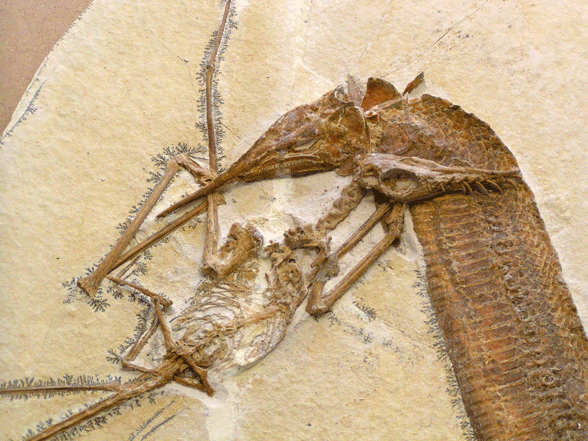 Aspidorhynchus Another FishPterosaur Drama in the Jurassic The Pterosaur Heresies
