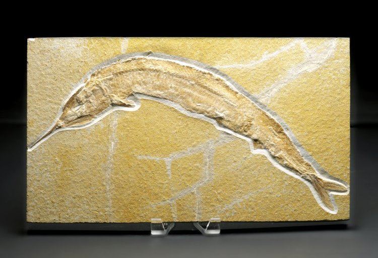 Aspidorhynchus Aspidorhynchus acutirostris Solnhofen Fish Fossil