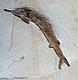 Aspidorhynchus Aspidorhynchus Wikipedia