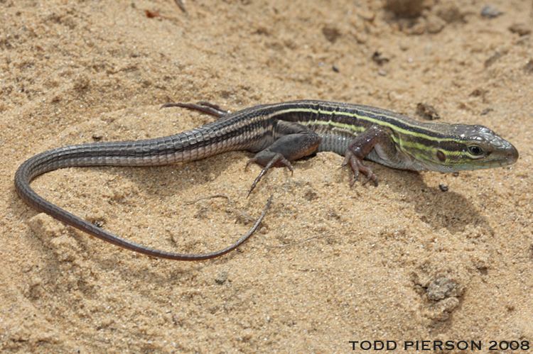 Aspidoscelis Aspidoscelis sexlineata The Reptile Database