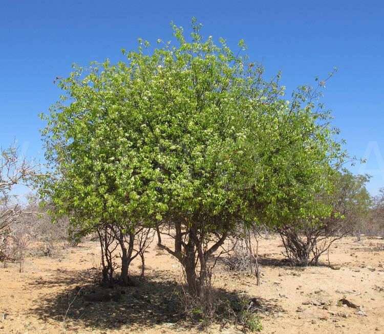 Aspidosperma VIRBOGA Aspidosperma pyrifolium