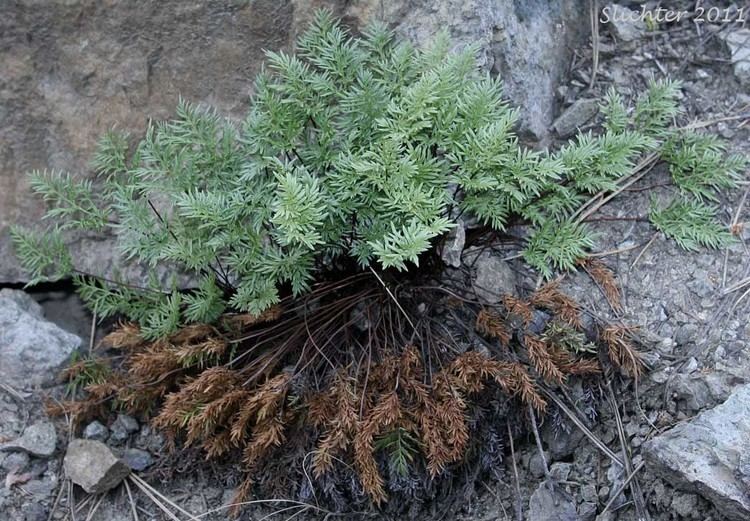 Aspidotis densa Indian39s Dream Oregon Cliff Brake Podfern Aspidotis densa