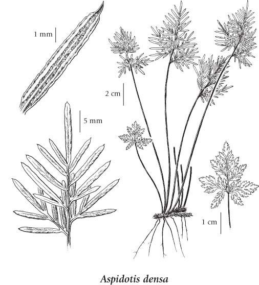 Aspidotis densa EFlora BC Electronic Atlas of the Flora of BC