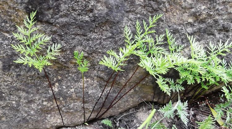 Aspidotis densa Aspidotis densa on serpentine Bean Creek Trail 13911 Tea Flickr