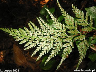 Asplenium adiantum-nigrum wwwbioredeptresources7863jpg