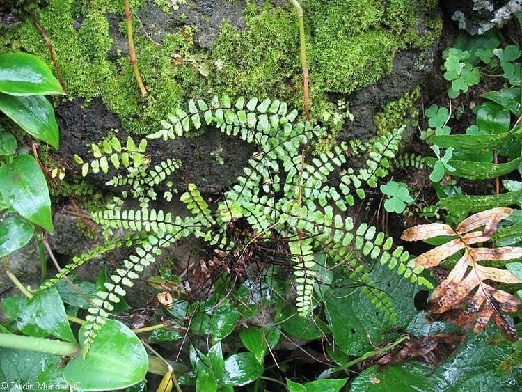Asplenium azoricum Fotos Flora Azores endemismos azorianos Asplenium azoricum